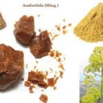 भारत ने हिमालयी क्षेत्र में असाफोटिडा (हींग) की खेती शुरू करके इतिहास बनाया- CSIR