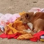 5 दिन तकश्मशान घाट पर मृतक मालकिन के लौटने का इंतजार करता रहा वफादार कुत्ता