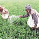 DAP खाद पर सब्सिडी 140% बढ़ाई गई अब 1200 रुपये में मिलेगा