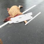 छपरा-सिवान मुख्य मार्ग पर अनियंत्रित बोलेरो ने पति पत्नी समेत 3 को रौंदा, मौत