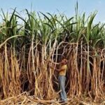 गन्ना किसानों के लिए अब तक के उच्चतम  मूल्य 290 रुपये प्रति क्विंटल को स्वीकृति दी