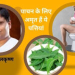पाचन में सुधार करती हैं ये पत्तियां, स्वाद में कड़वी लेकिन गुणों की खान है, 