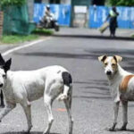स्ट्रीट डॉग का पैर काटने को लेकर दिल्ली के इस इलाके में 3 दिन से हंगामा